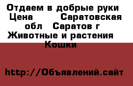 Отдаем в добрые руки › Цена ­ 10 - Саратовская обл., Саратов г. Животные и растения » Кошки   